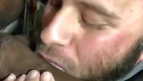 Ta calico hollynomani